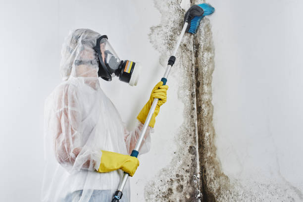 Best Mold Damage Restoration  in Aloha, OR