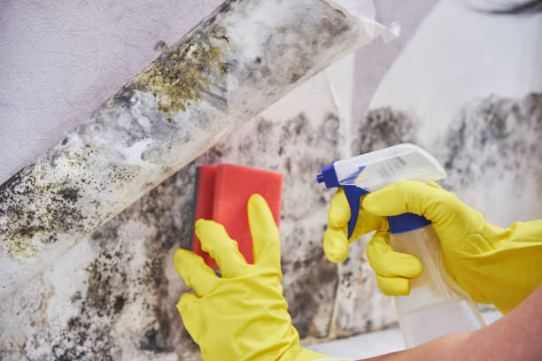 Best Industrial Mold Remediation  in Aloha, OR